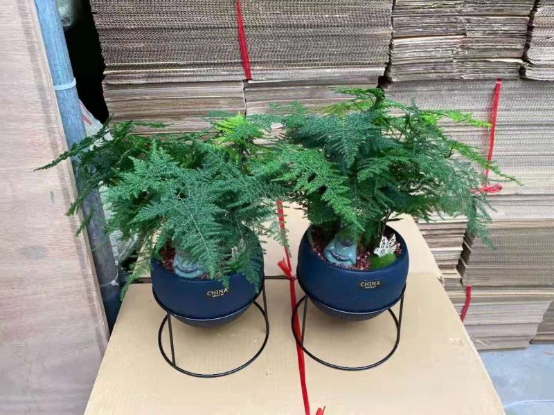 金钱树红如意组盆盆景盆栽制作精美绝伦植物新鲜