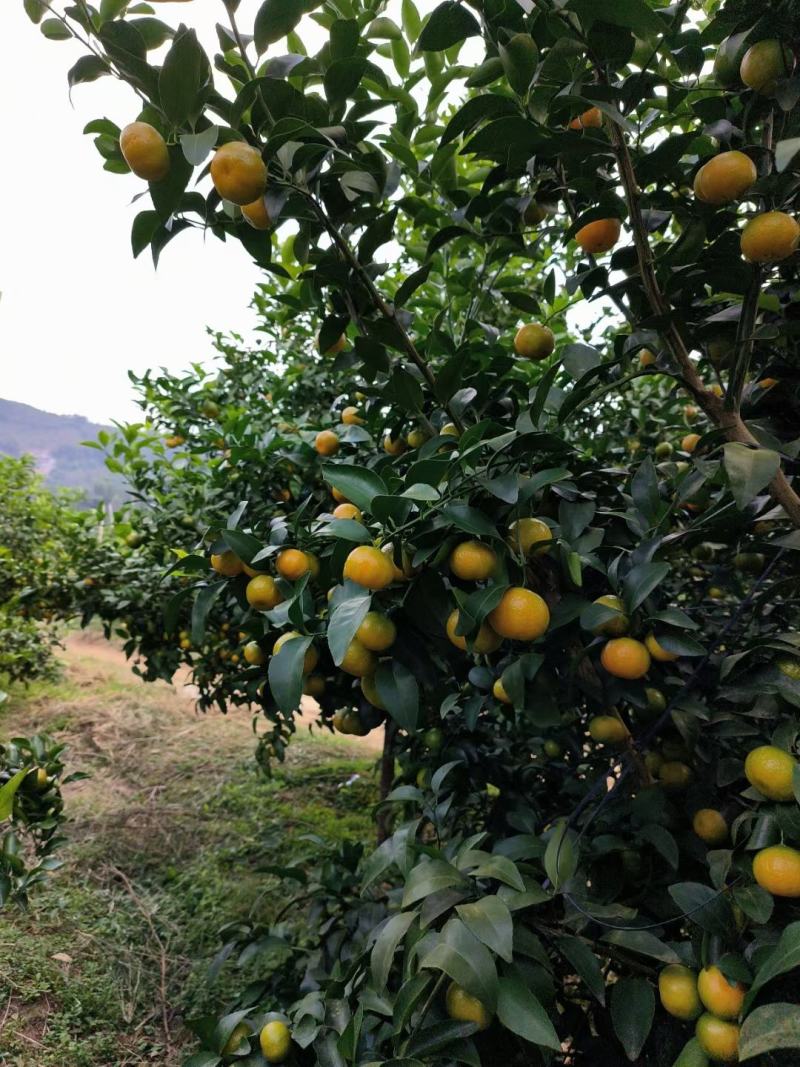 马上上市了，需要的可以联系了。