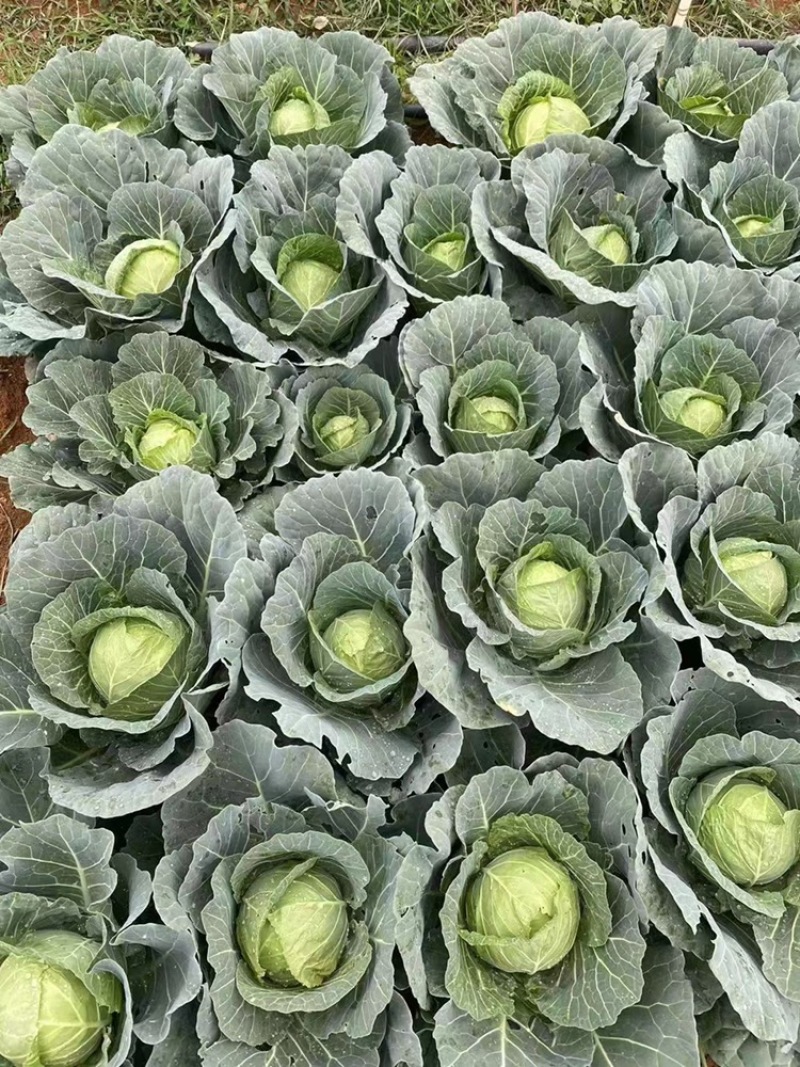 铁头大量有货