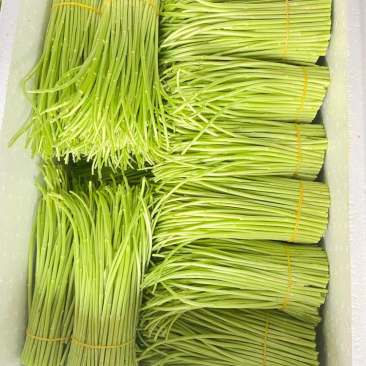 大量供应精品芦蒿精品白蒿