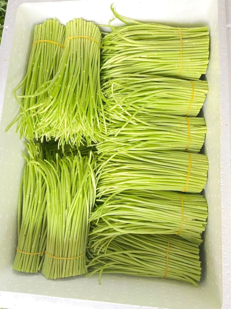 大量供应精品芦蒿精品白蒿