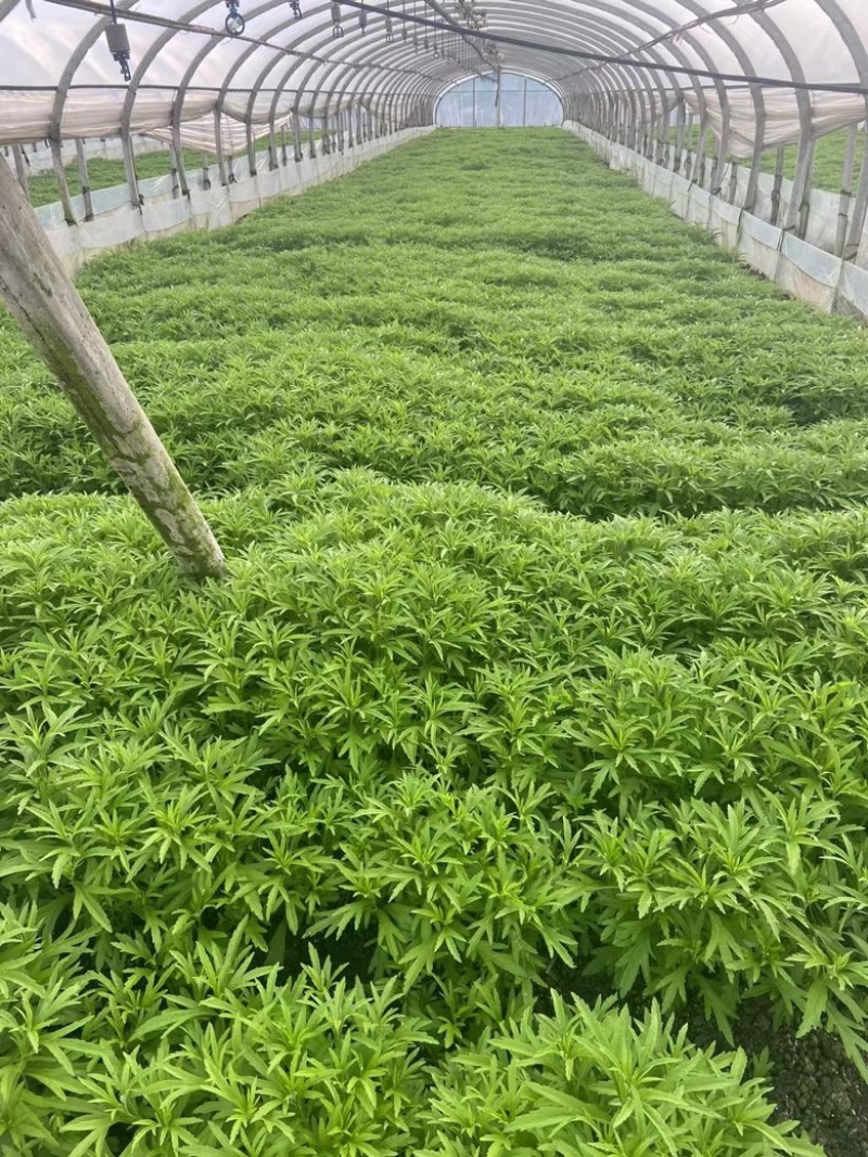 大量供应精品芦蒿精品白蒿