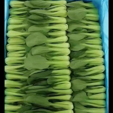 上海青