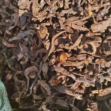 骨碎补品质优良产地一手货源交通方便物流便