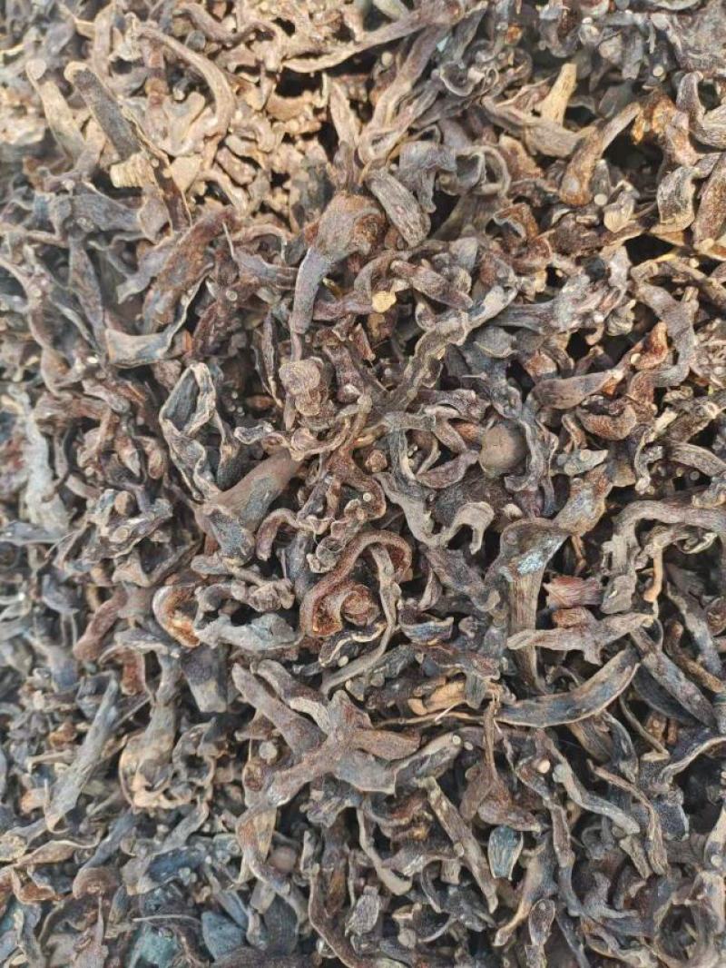 骨碎补品质优良产地一手货源交通方便物流便