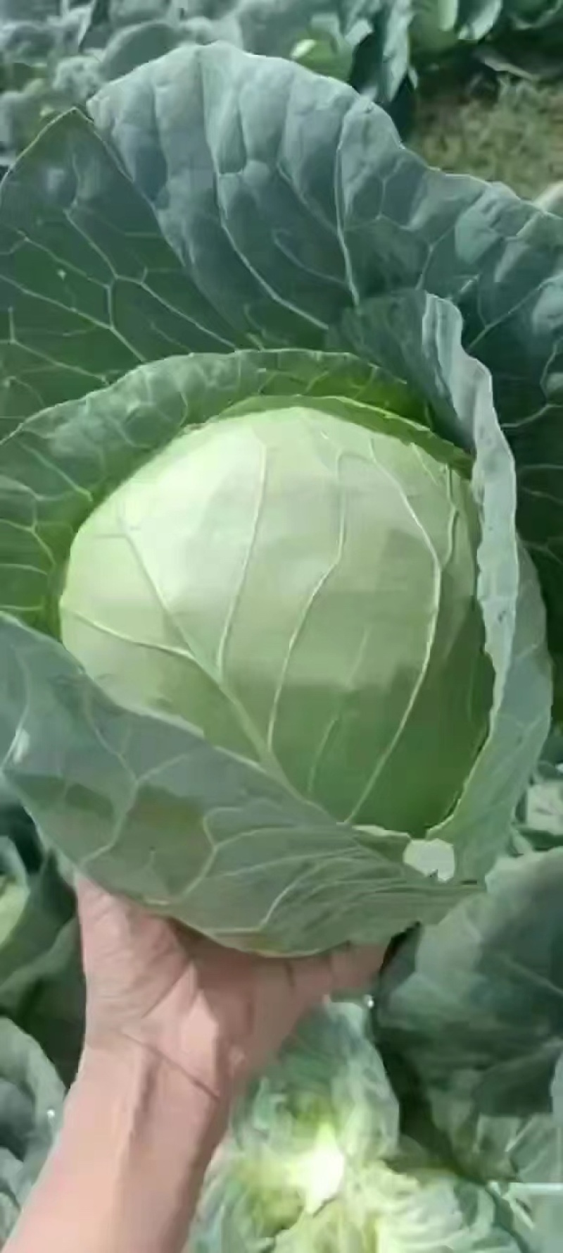 铁头大量有货