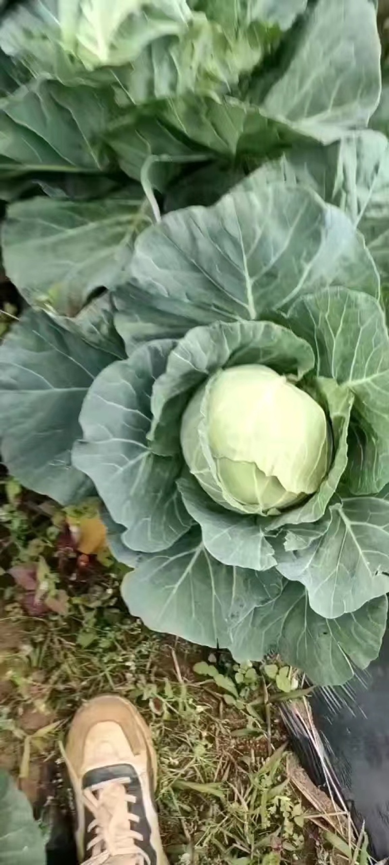 铁头大量有货