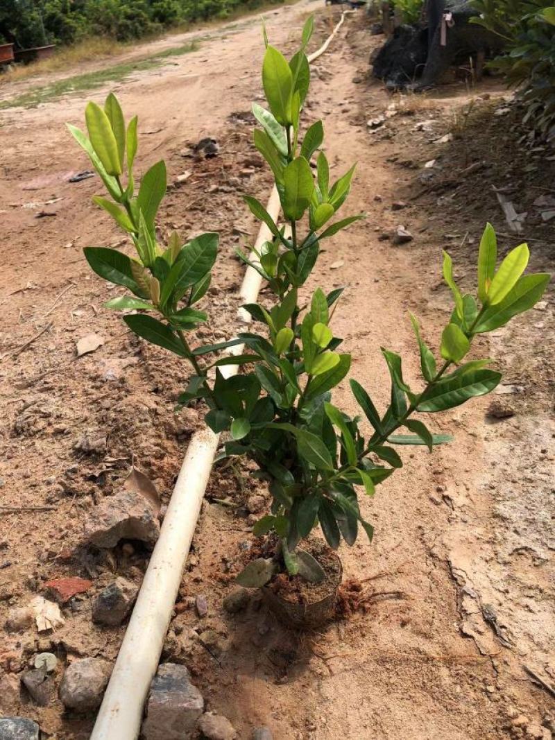 小叶龙船花，大叶龙船花