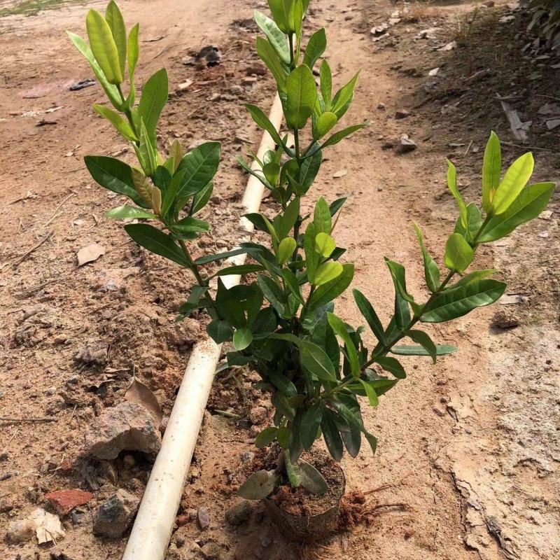 小叶龙船花，大叶龙船花