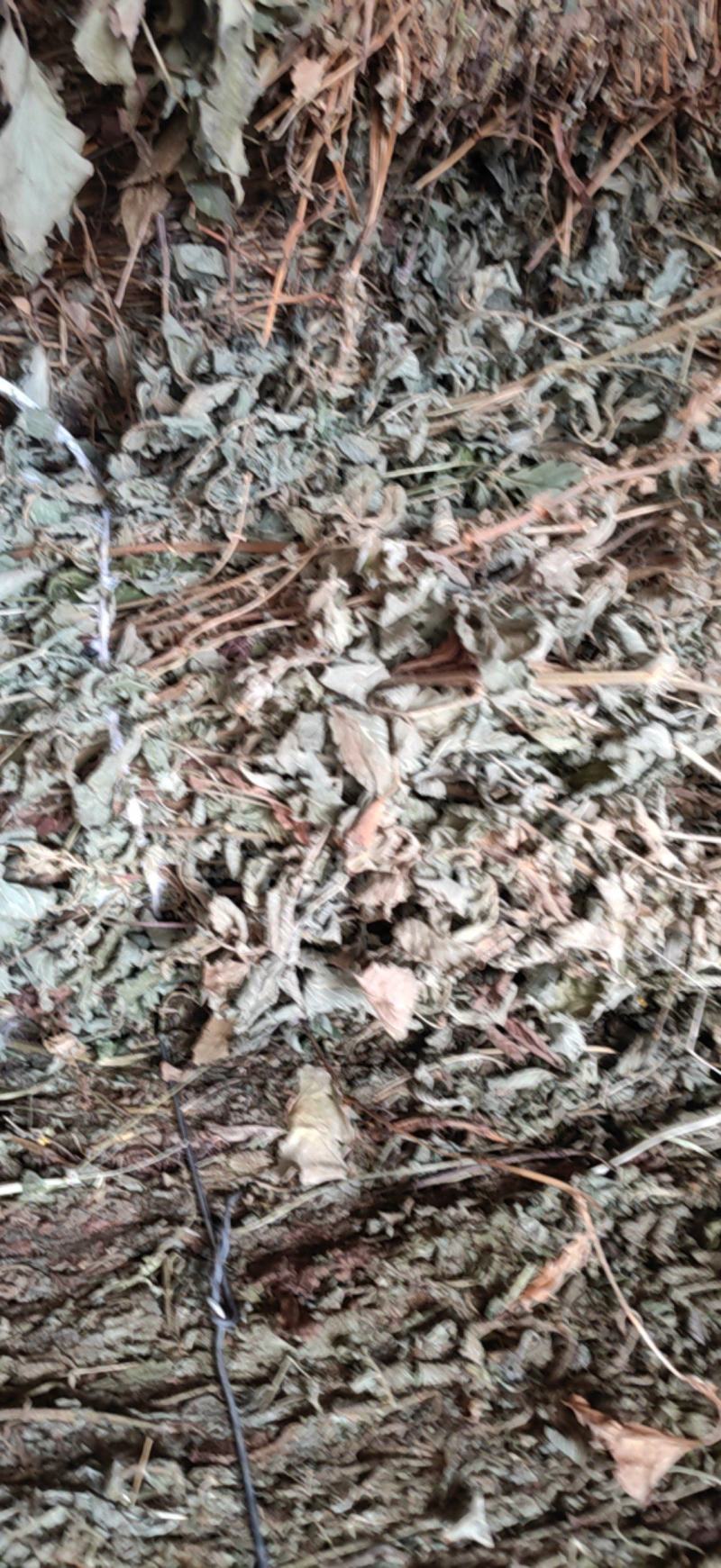 仙鹤草无根色青