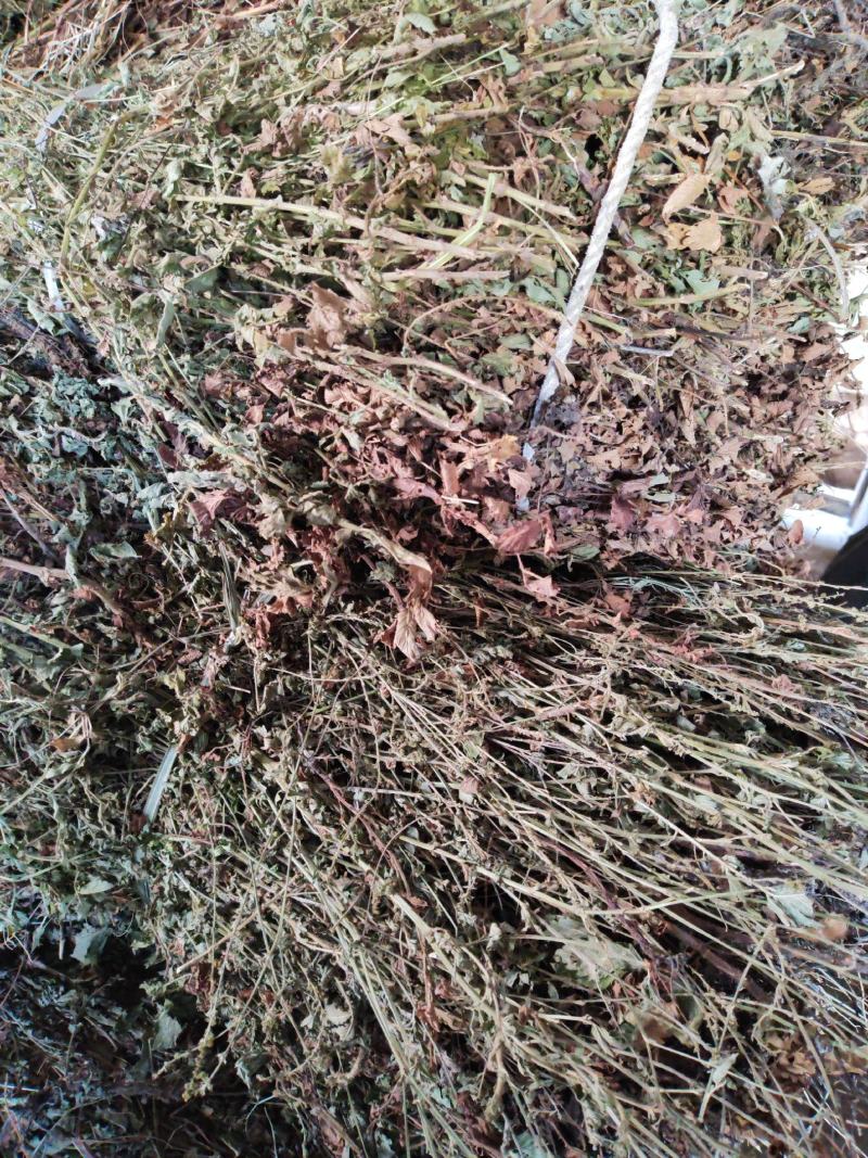 仙鹤草无根色青