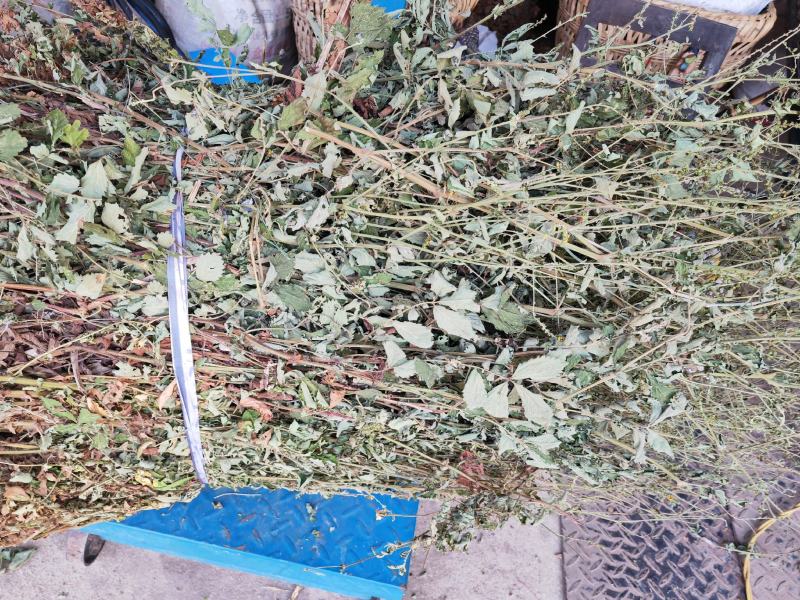 仙鹤草无根色青