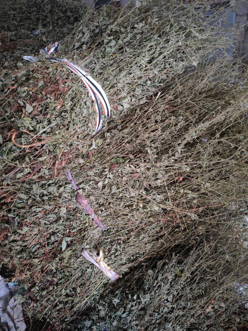 仙鹤草无根色青