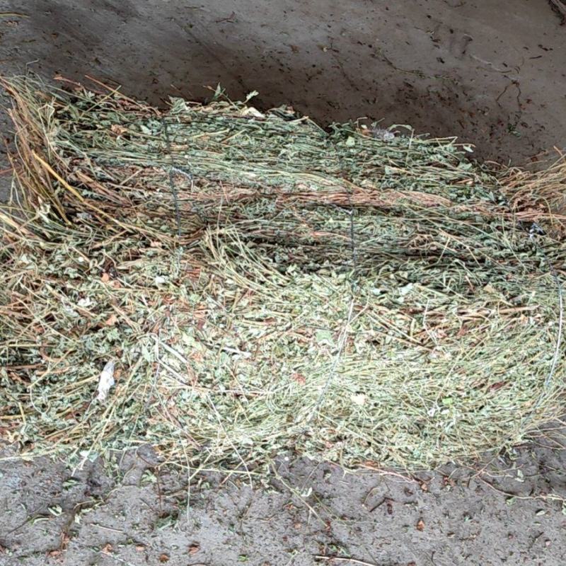 仙鹤草无根色青