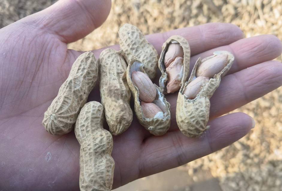 花生与术后恢复示意图:展示花生在术后恢复中的作用和注意事项 花生与术后恢复示意图