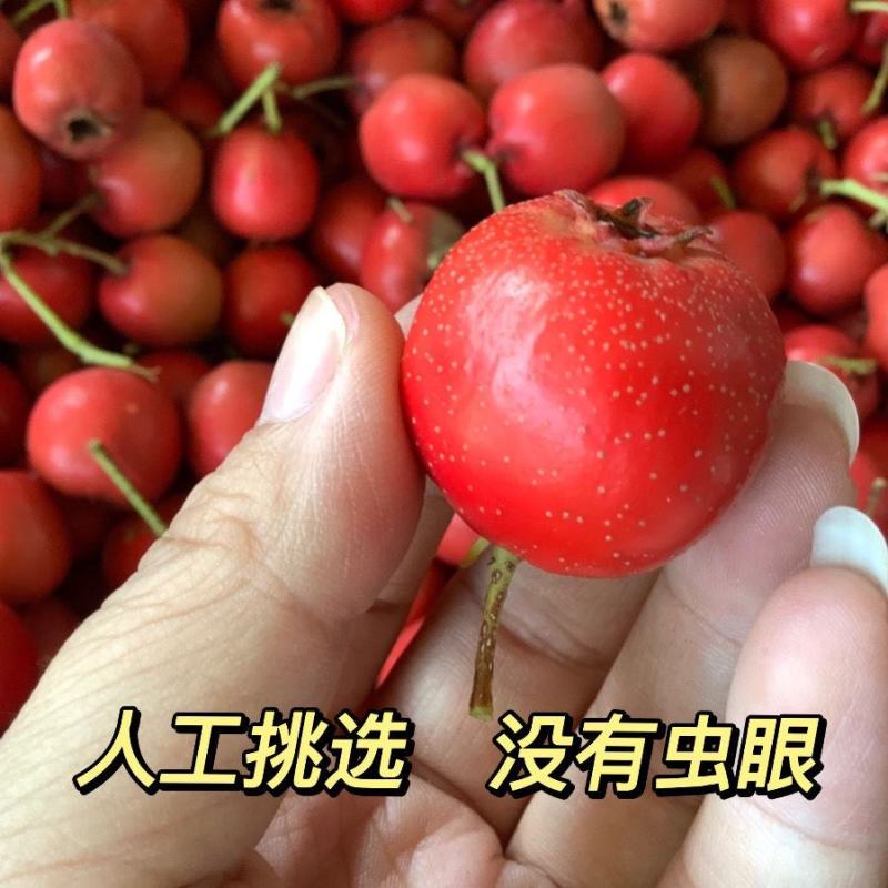 新鲜山楂果人工挑选特级果山里红大金星当季水果冰糖葫芦雪球