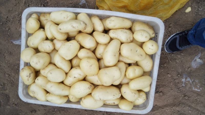 精品优质土豆大量上市品质保证诚信经营一手货源欢迎采购