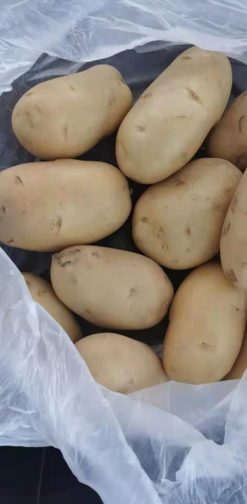 精品优质土豆大量上市品质保证诚信经营一手货源欢迎采购