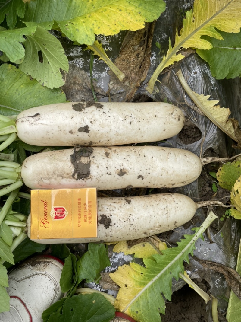 现货精品白萝卜开卖-可打包可散装，有冻库