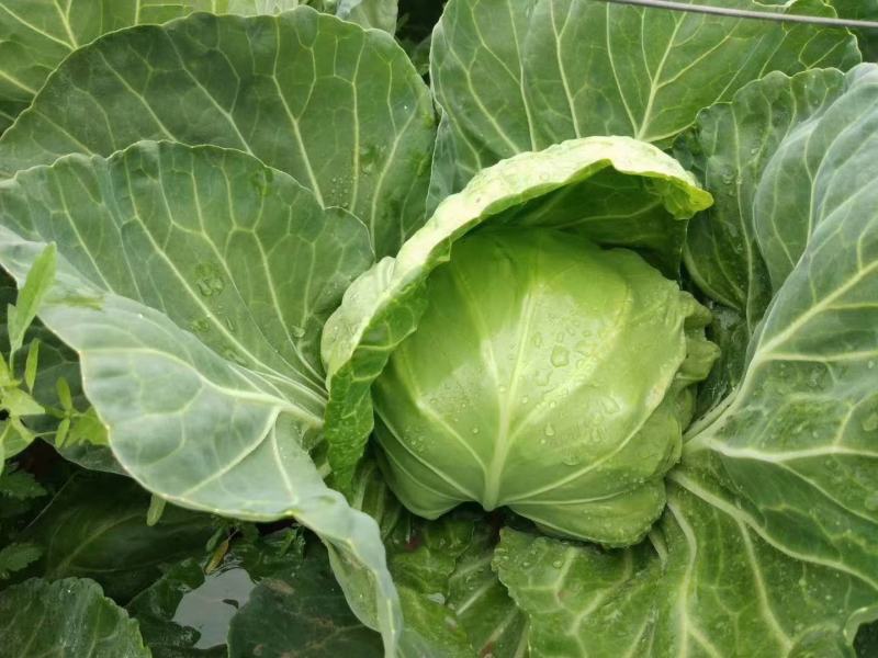 春棚早45甘蓝种子早熟耐抽苔颜包深绿松软圆球型无蜡粉