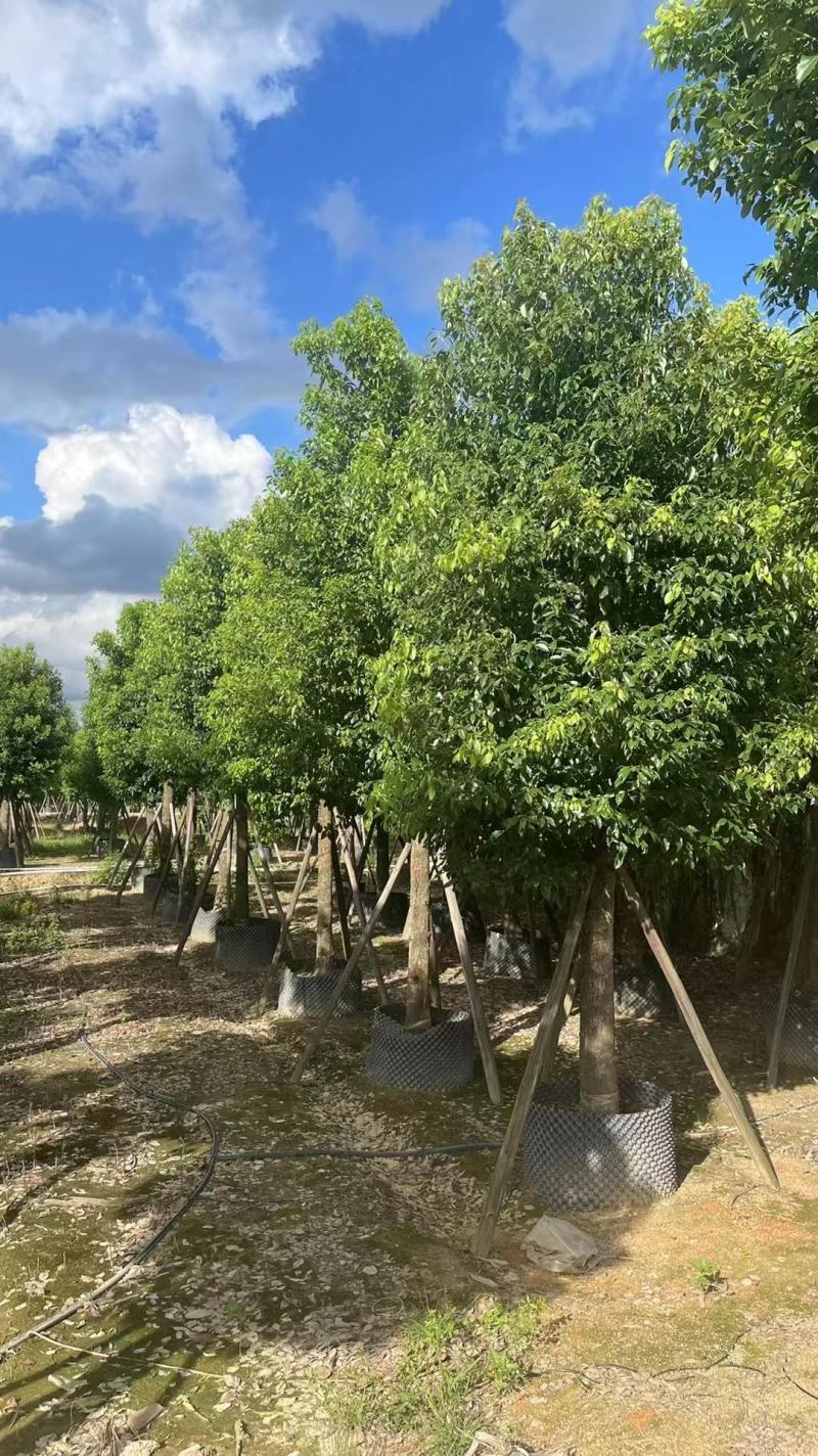 广东普宁大量出售各规格香樟，欢迎咨询