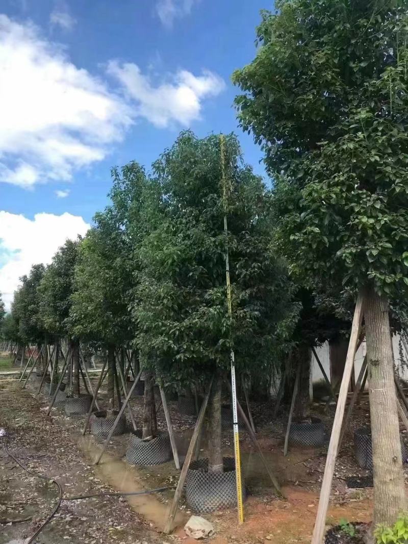 广东普宁大量出售各规格香樟，欢迎咨询