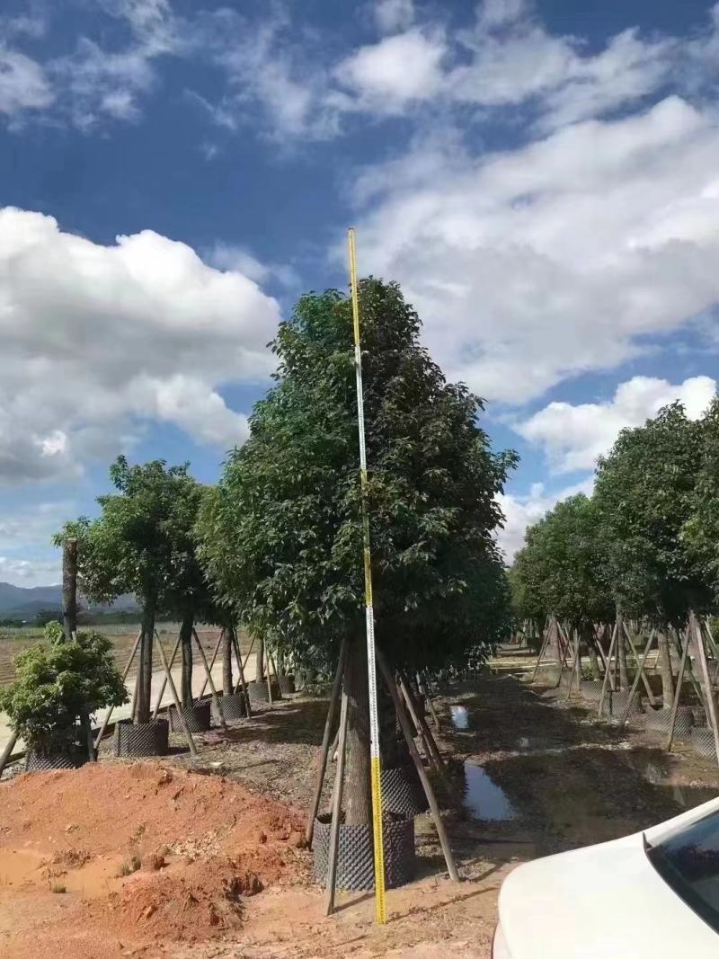 广东普宁大量出售各规格香樟，欢迎咨询