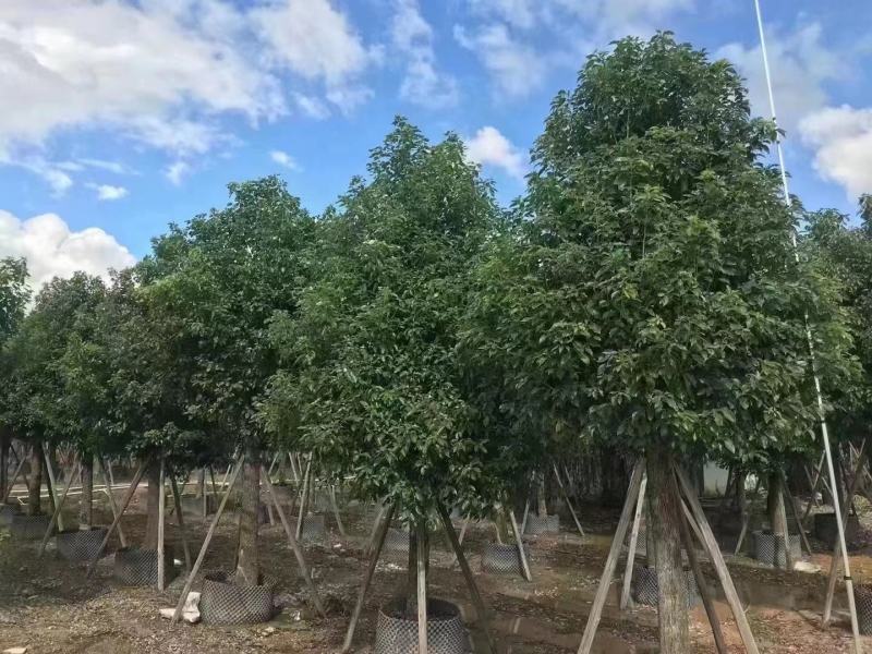 广东普宁大量出售各规格香樟，欢迎咨询