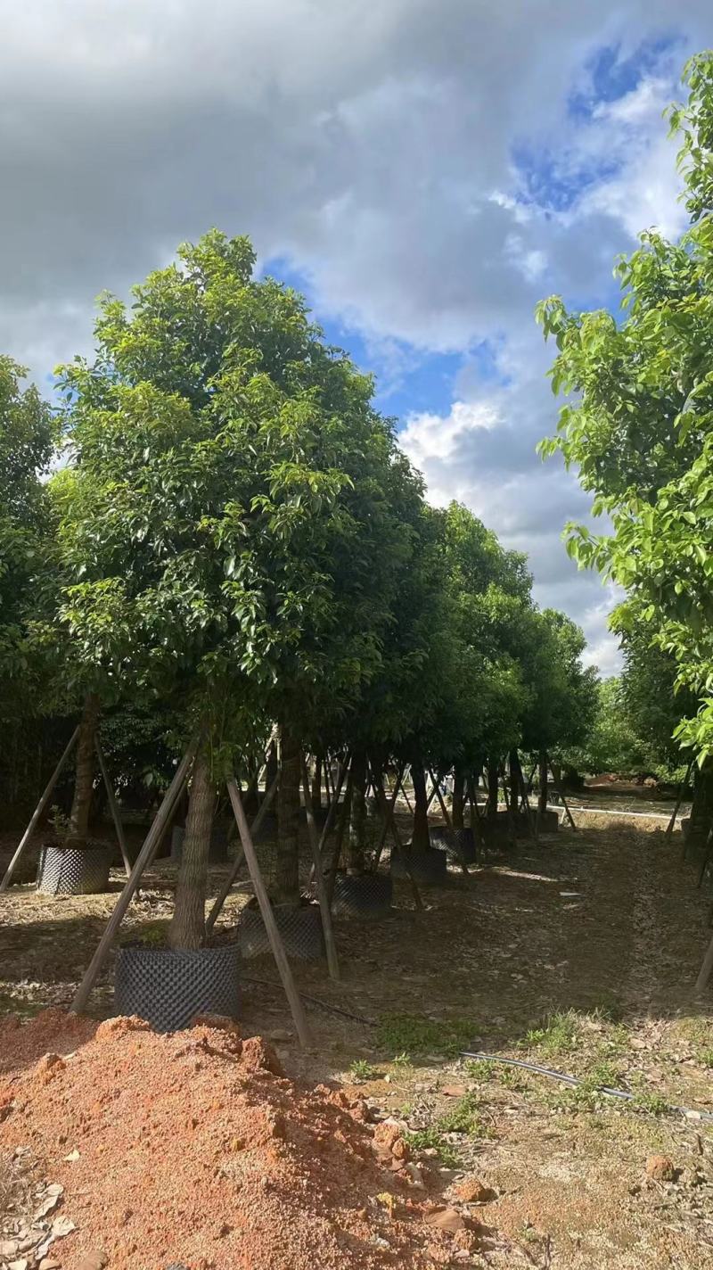 广东普宁大量出售各规格香樟，欢迎咨询