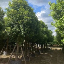 广东普宁大量出售各规格香樟，欢迎咨询