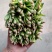 山东金乡大叶小根精品菠菜，代发全国各地，欢迎前来采购