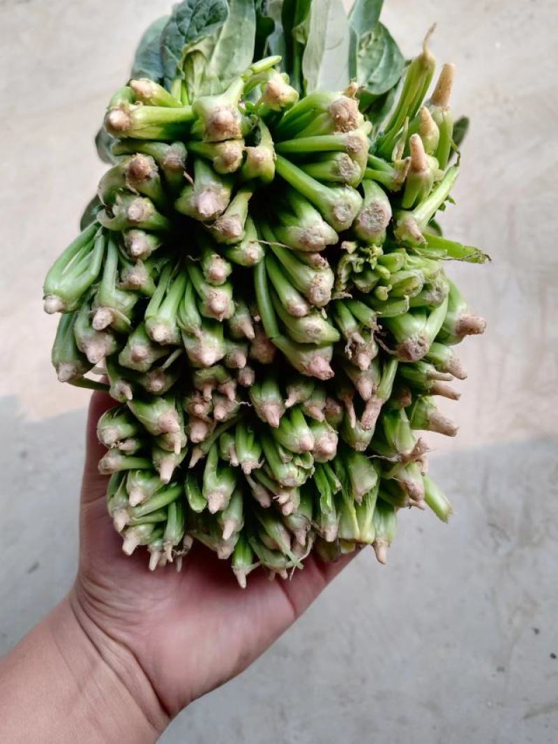 山东金乡大叶小根精品菠菜，代发全国各地，欢迎前来采购