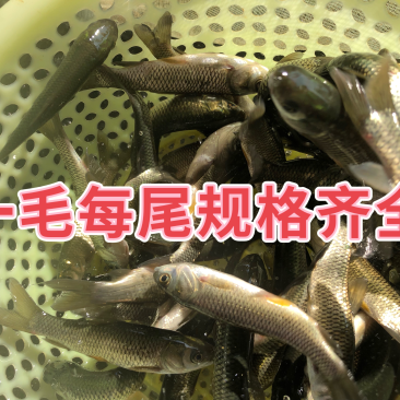 草鱼苗长身中山鲩长江一号脆鲩种规格齐全已打疫苗可混批