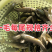 草鱼苗长身中山鲩长江一号脆鲩种规格齐全已打疫苗可混批