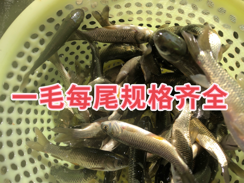 草鱼苗长身中山鲩长江一号脆鲩种规格齐全已打疫苗可混批
