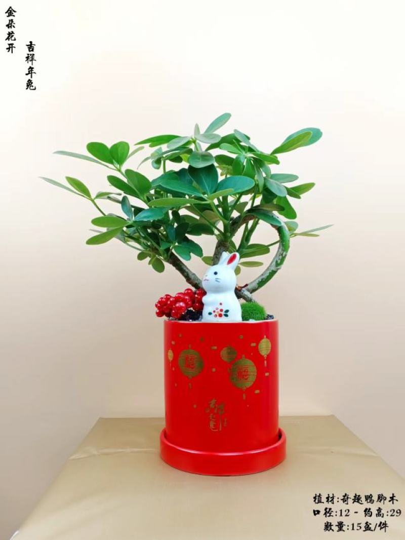 君子兰组合盆景组合精品植物新鲜形状精美绝伦