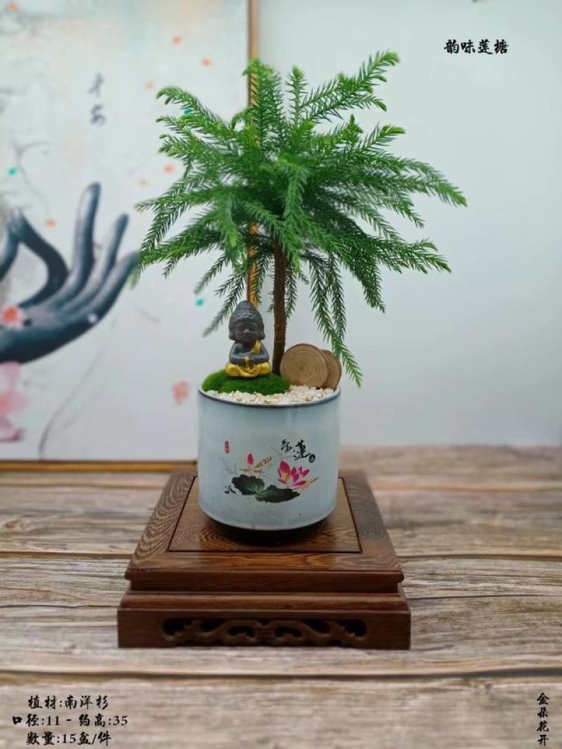 君子兰组合盆景组合精品植物新鲜形状精美绝伦