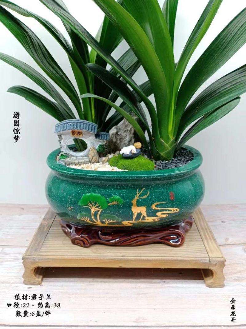 君子兰组合盆景组合精品植物新鲜形状精美绝伦