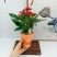 君子兰组合盆景组合精品植物新鲜形状精美绝伦