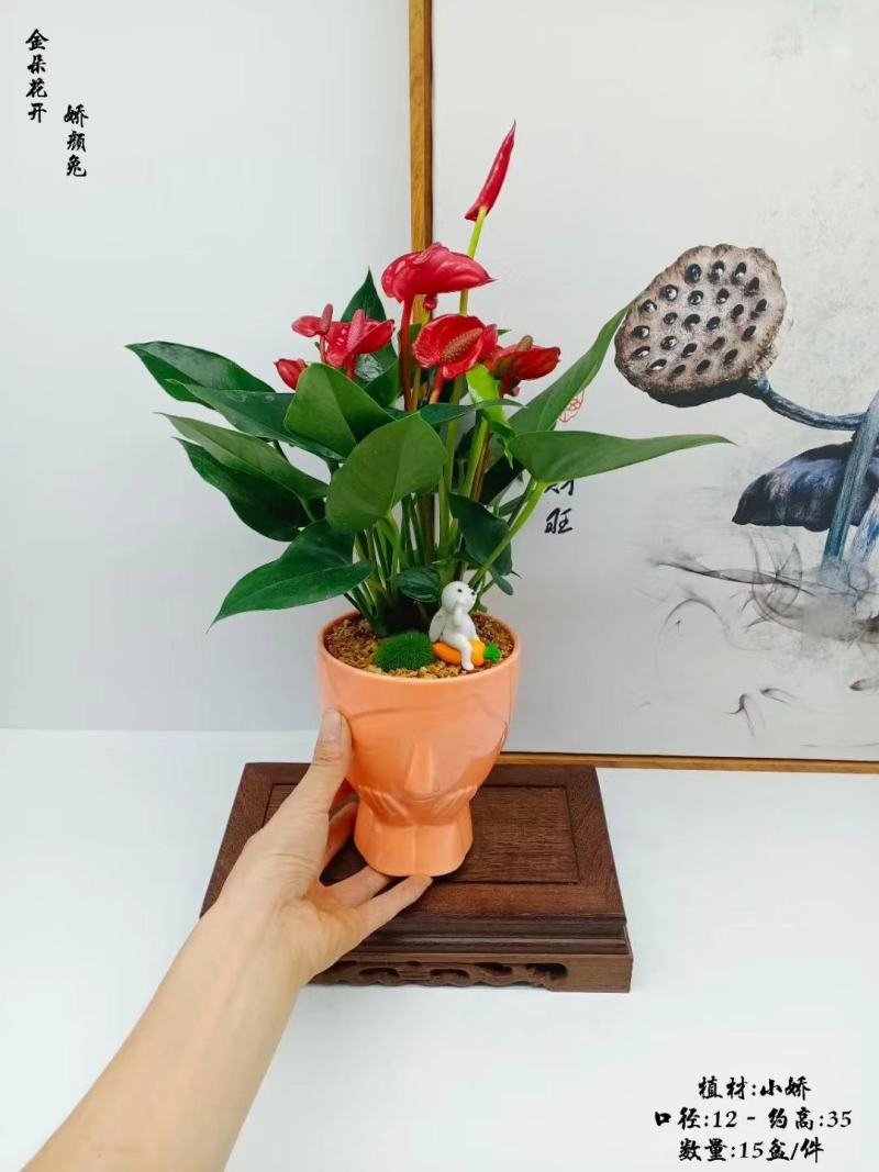 君子兰组合盆景组合精品植物新鲜形状精美绝伦