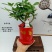 君子兰组合盆景组合精品植物新鲜形状精美绝伦