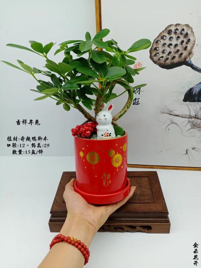君子兰组合盆景组合精品植物新鲜形状精美绝伦