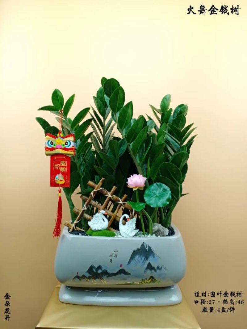 君子兰组合盆景组合精品植物新鲜形状精美绝伦