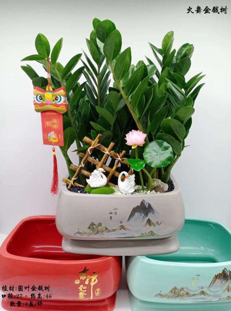 君子兰组合盆景组合精品植物新鲜形状精美绝伦