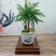 君子兰组合盆景组合精品植物新鲜形状精美绝伦