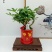 君子兰组合盆景组合精品植物新鲜形状精美绝伦