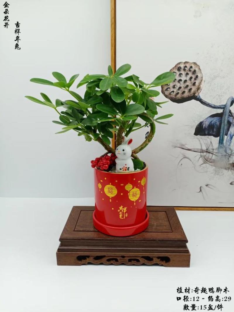君子兰组合盆景组合精品植物新鲜形状精美绝伦