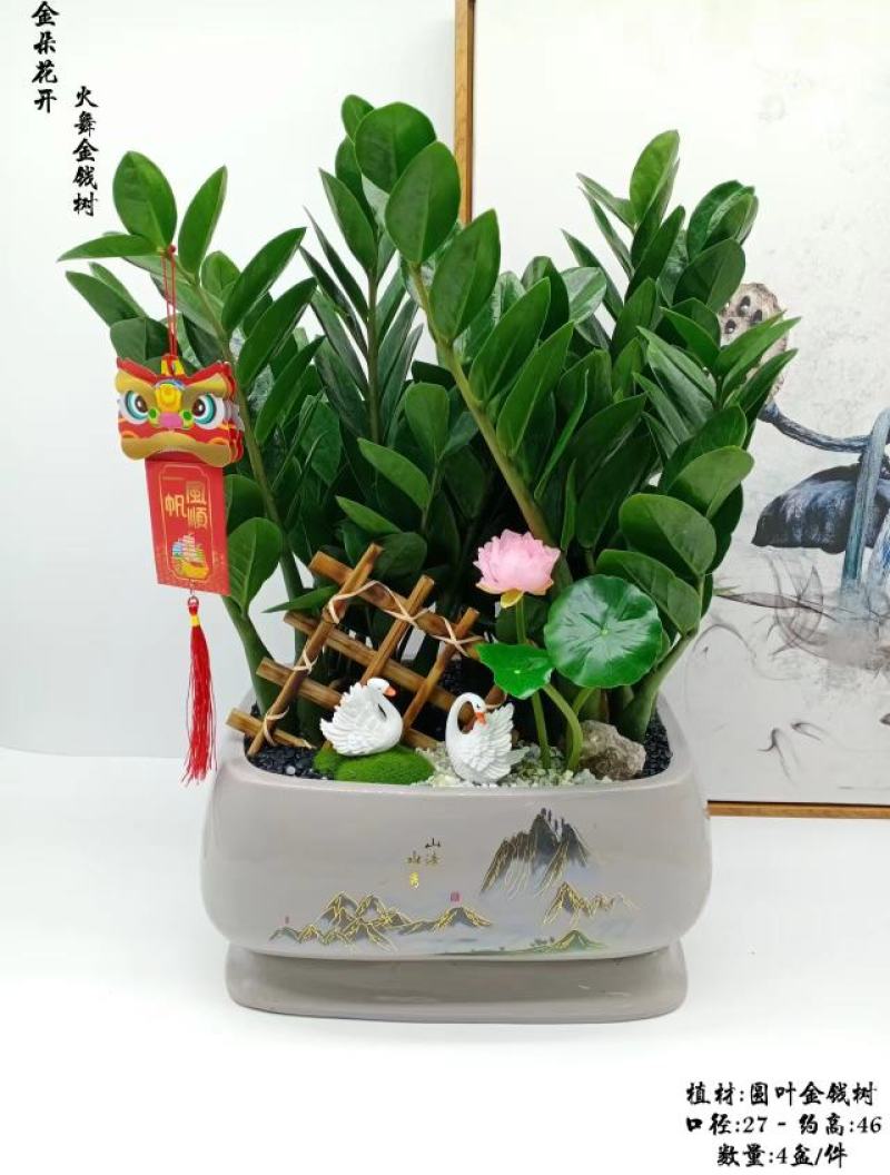 君子兰组合盆景组合精品植物新鲜形状精美绝伦