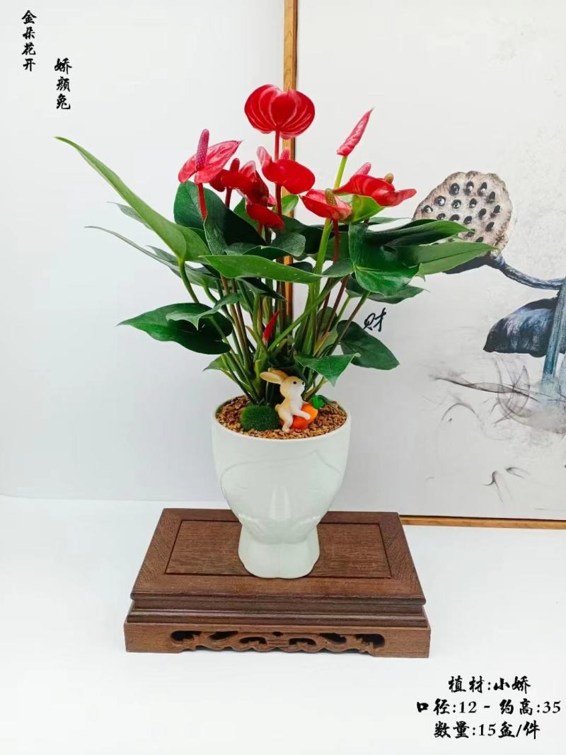 君子兰组合盆景组合精品植物新鲜形状精美绝伦