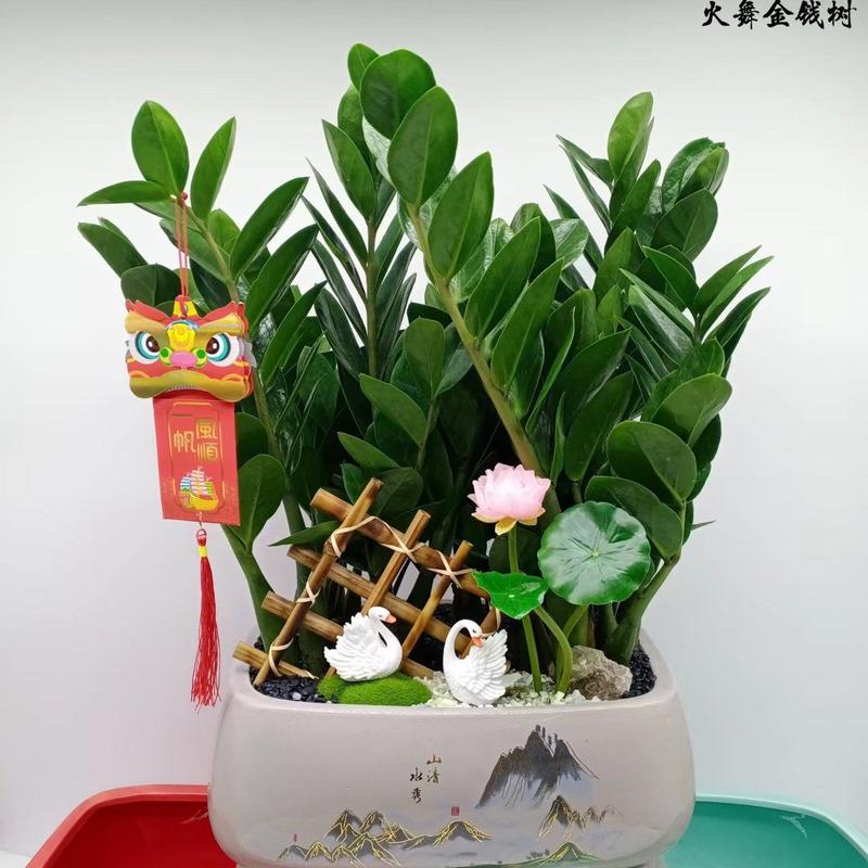 君子兰组合盆景组合精品植物新鲜形状精美绝伦